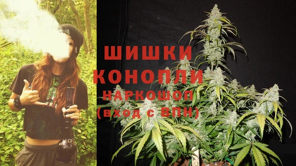 прущие грибы Аркадак