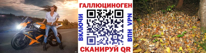 Псилоцибиновые грибы Psilocybine cubensis  Строитель 